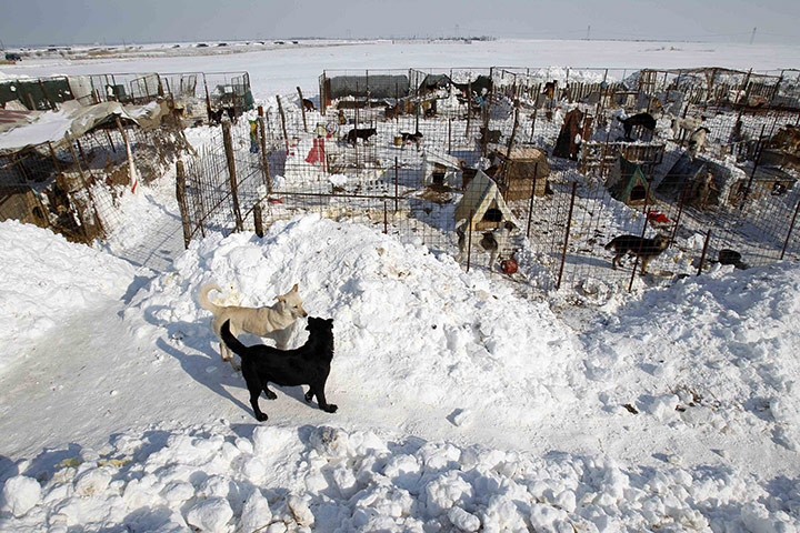 Europe weather: Dogs are seen at a snow-covered dog shelter in Glina, Bucharest