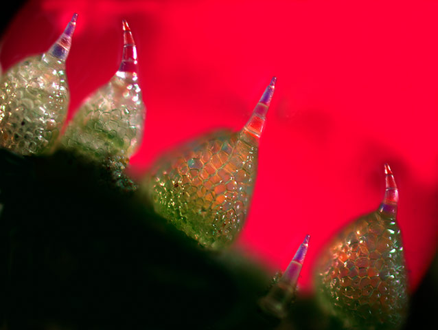 Science: International Science & Engineering Visual Challenge : Photography