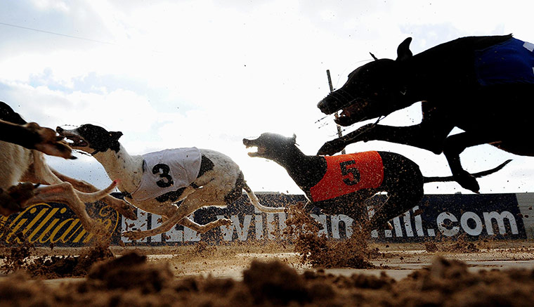 Sport pics of the week: Denwill Snowy and Droopys Mahers battle it out at Brough Park in Newcastle