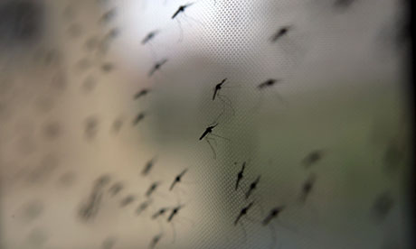 Mosquitos on a net