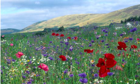 Wildflower meadow