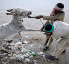A donkey has its coat trimmed along a roadside in Lahore