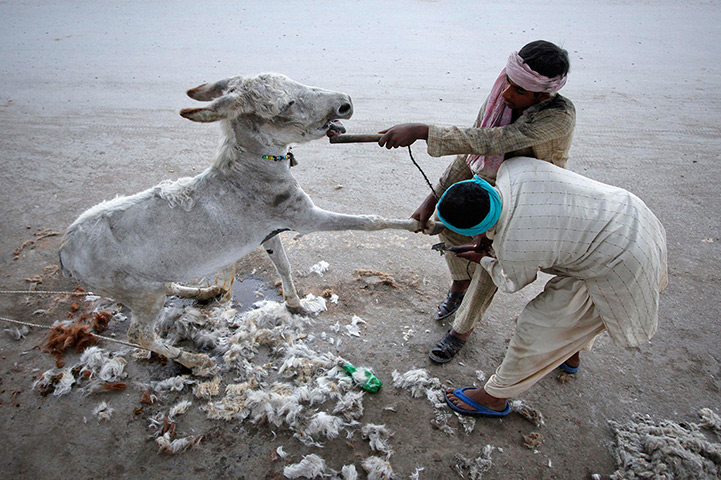 24 hours in pictures: A donkey has its coat trimmed along a roadside in Lahore