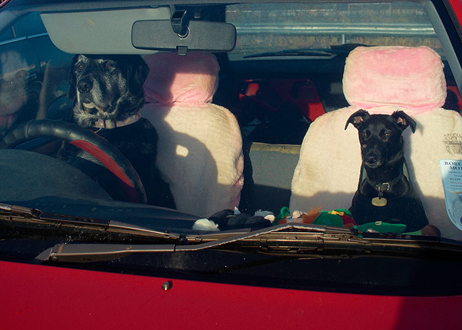 Weekend Readers Pictures: Two dogs in the front seats of a car by John Ellis
