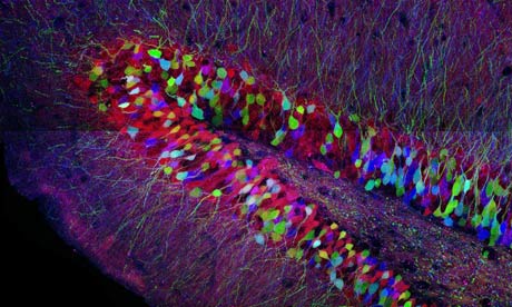 Neurons in the adult mouse hippocampus