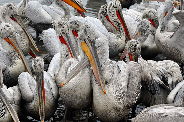 Week in wildlife: Dalmatian pelicans of the Caspian Sea port in Makhachkala 