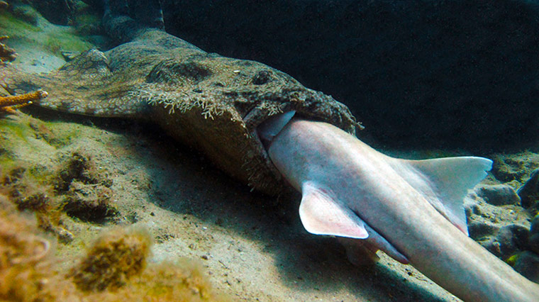 Week in wildlife: A tasselled wobbegong shark with brown-banded bamboo shark in its mouth 