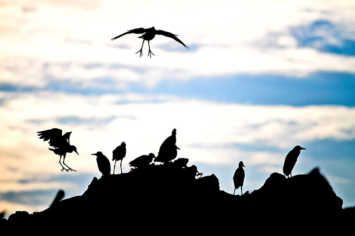 Week in wildlife: Birds stand on a pile of waste in Jabaliya refugee camp, Gaza Strip