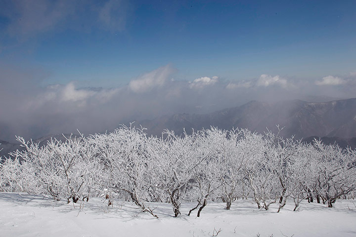 Week in wildlife: snow covered trees in the Duckyu mountains
