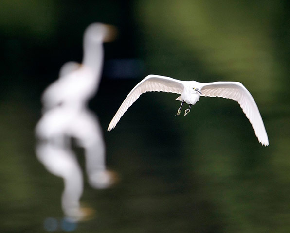 Week in wildlife: Migratory Egrets scour for food at the reclaimed area in Manila Bay 