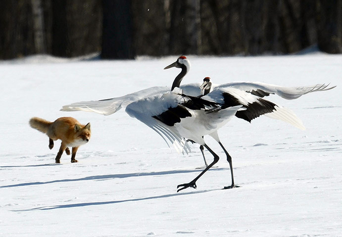 Week in wildlife: A northern red fox chases red-crowned cranes