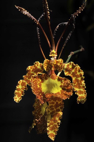 24 Hours: Exhibition of orchids in Costa Rica