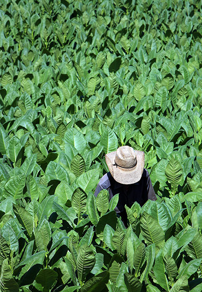 24 Hours: 14th Cigar Festival in Havana: A peasant plants tobacco