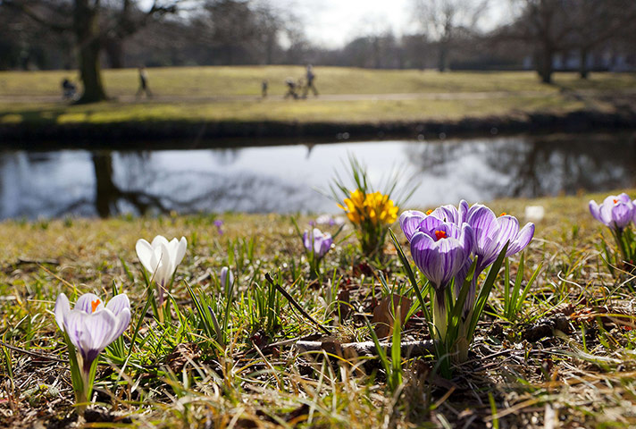 24hours: Blossoming crocuses are seen in Clingendael park in the Netherlands