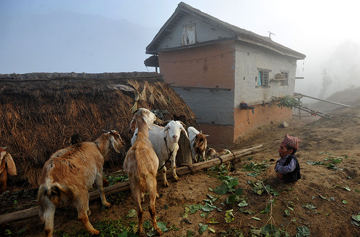 World's shortest man: Dangi looks at goats at his home village of Reemkholi, Nepal