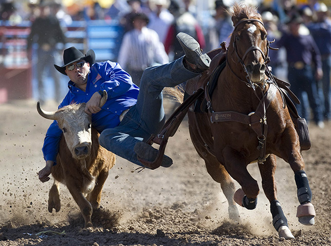 24 hours in pictures: Jason Miller participates in the steer wrestling competition, Arizona