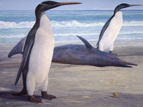 What the Kairuku giant prehistoric penguin would have looked like