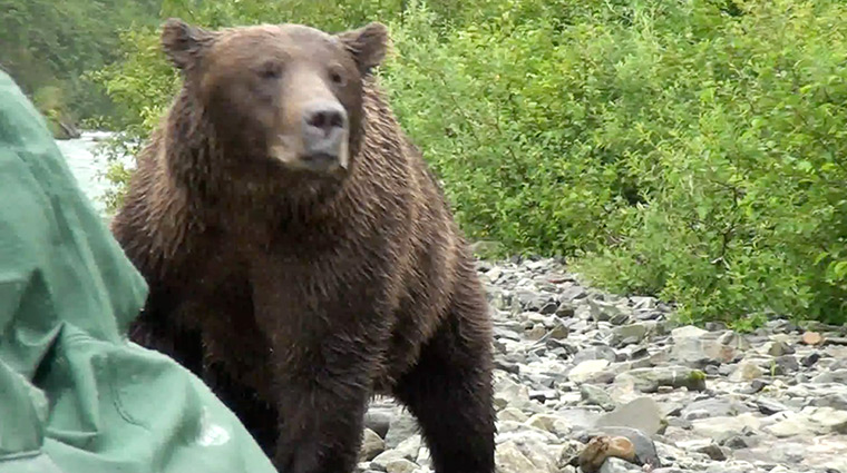 Grizzly bear charge: Grizzly bear charges tourists in Katmai National park, Alaska