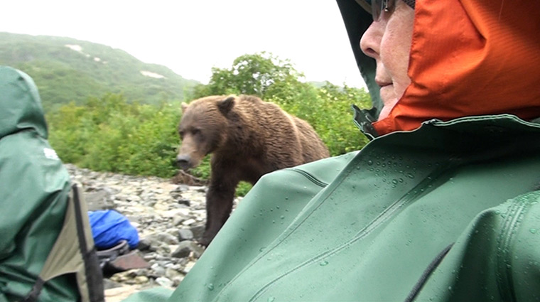 Grizzly bear charge: Grizzly bear charges tourists in Katmai National park, Alaska