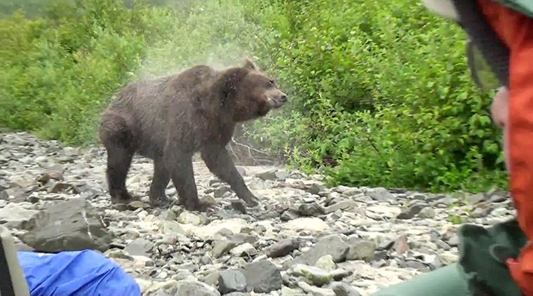 Grizzly bear charge: Grizzly bear charges tourists in Katmai National park, Alaska
