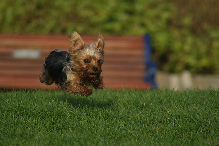 Readers' Pictures: a yORKSHIRE tERRIER RUNNING FOR A BALL