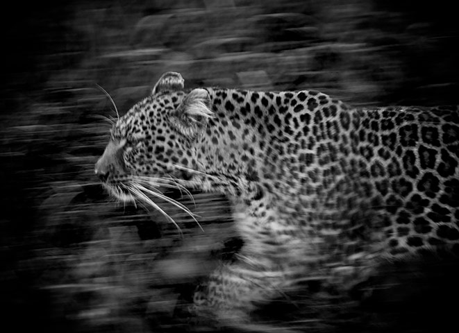 Readers' Pictures: Tiger in Tanzania by Tim Moss