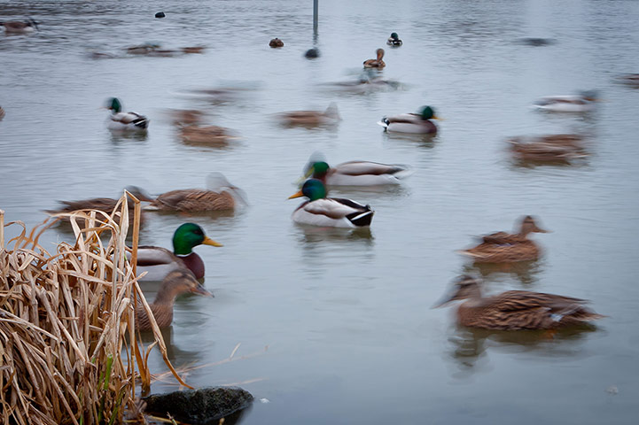 Readers' Pictures: ducks on a lake by Keith McDonald