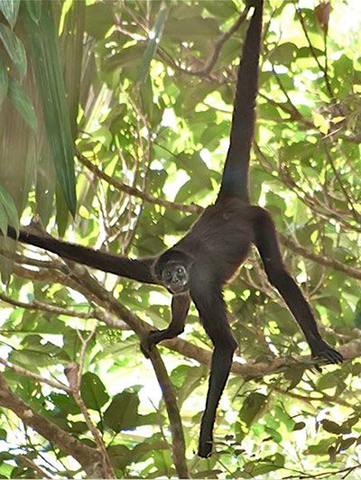 Week in wildlife: A brown spider monkey