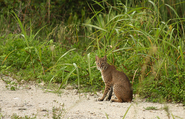 Week in wildlife: Bobcats