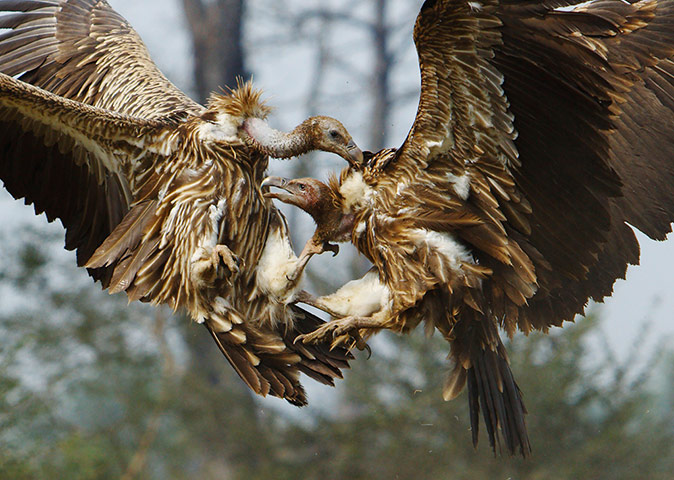 Week in wildlife: Vultures battle for a cow carcass 