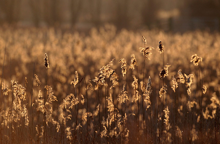 Week in wildlife: Shapwick Heath National Nature Reserve