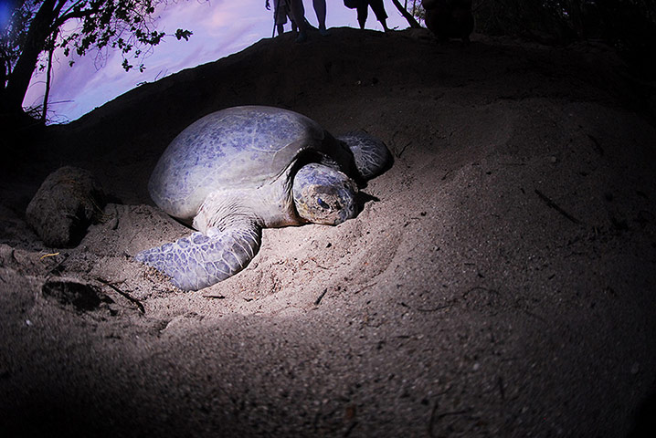 Week in wildlife: a female turtle preparing to lay eggs