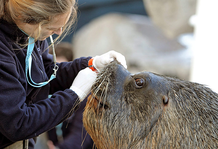 Week in wildlife: Oceanografic evaluates capacity of sea lions