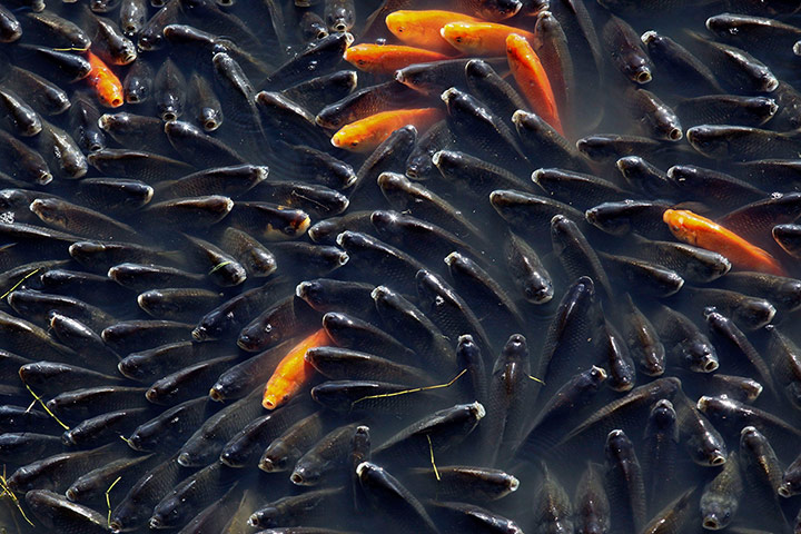 Week in wildlife: Thousands of fishes gather at the water surface