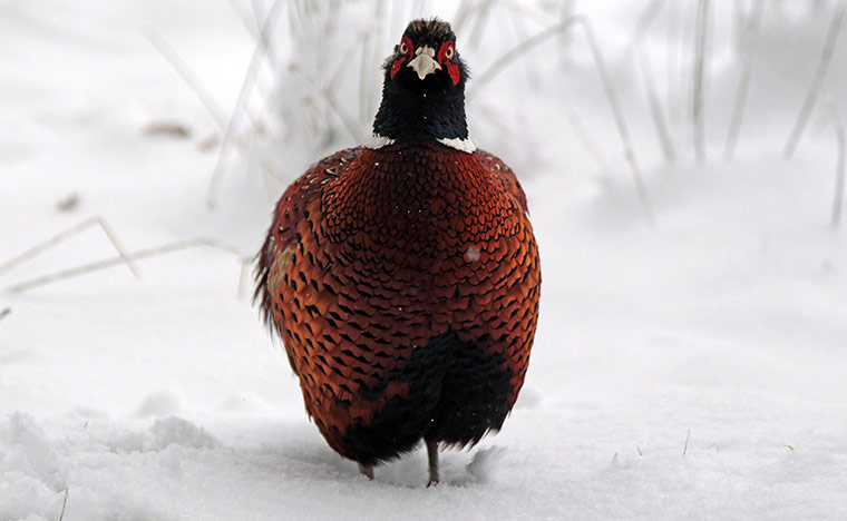 Week in wildlife: A pheasant stands in snow near Dulverton 