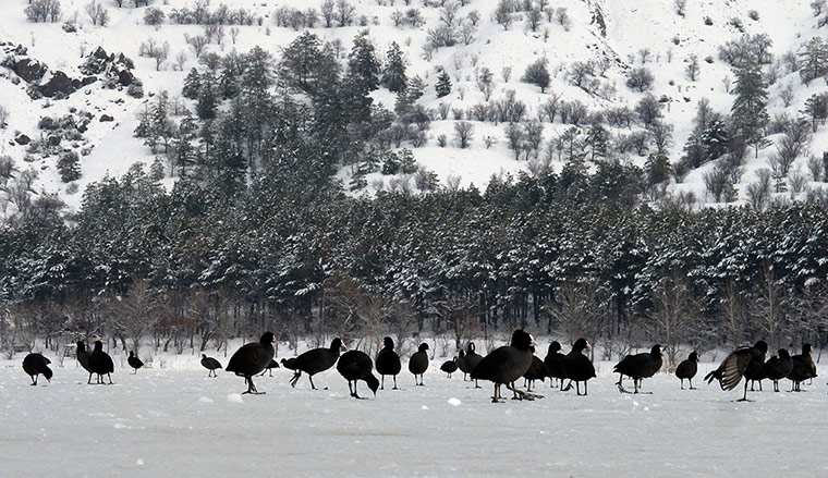 Week in wildlife: Coots search for food on the frozen Lake of Eymir, Turkey
