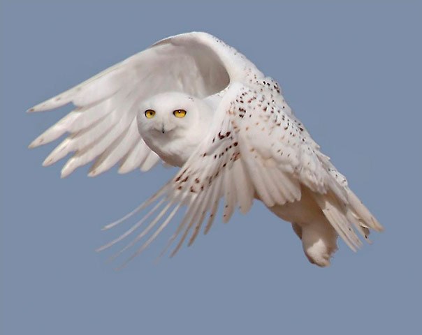Week in wildlife: Handout of a snowy white owl taking flight