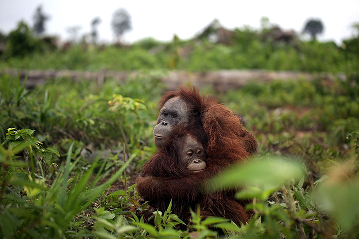 Week in wildlife: Orangutan rescue, Kalimantan, Borneo, Indonesia  - 22 Jan 2012