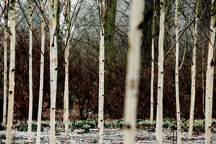 Week in wildlife: Snow Queen Silver Birch trees