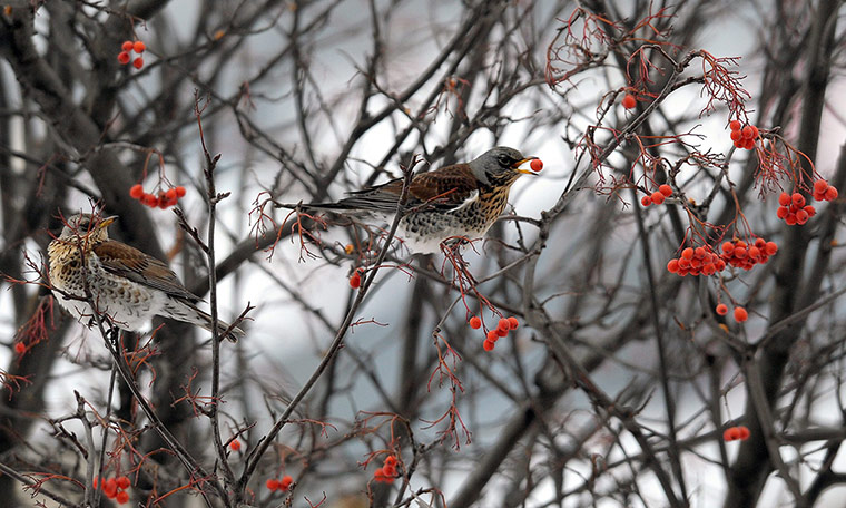 Week in wildlife: Fieldfare Eating Rowanberries