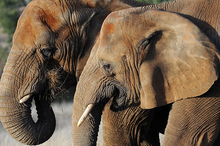 Week in wildlife: Australia's only two African elephants 