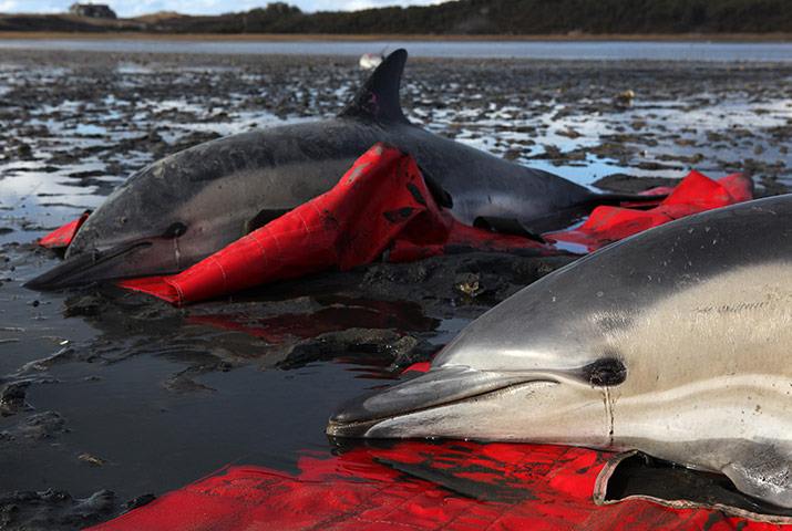 Week in wildlife:  Two stranded common dolphins