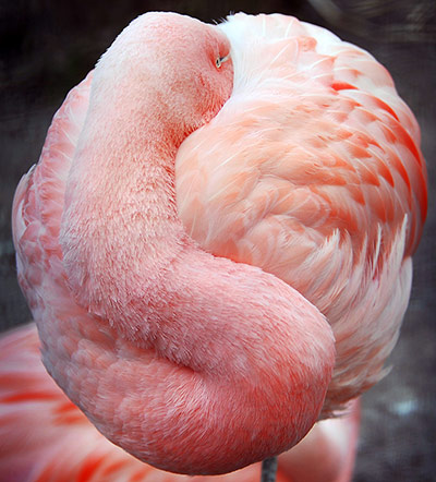 24 Hours: A pink flamingo protects itself from cold weather in France