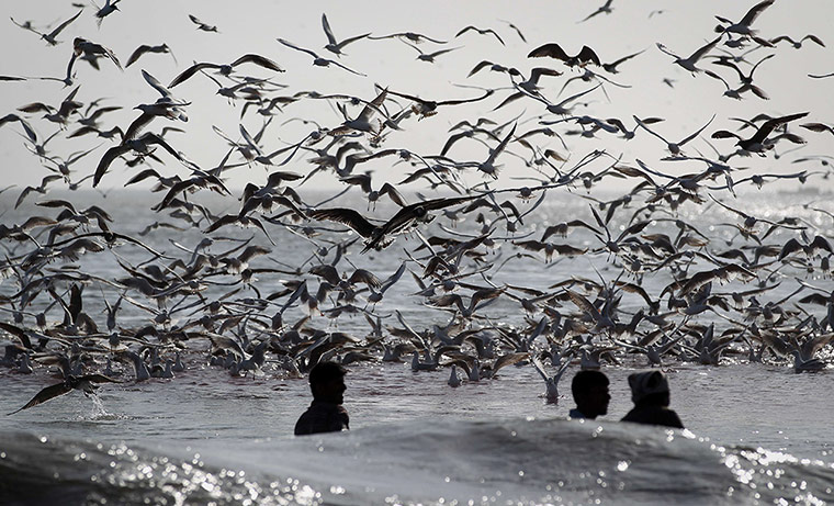 24 Hours: Seagulls fly over Emirati fishermen as they pull in their nets