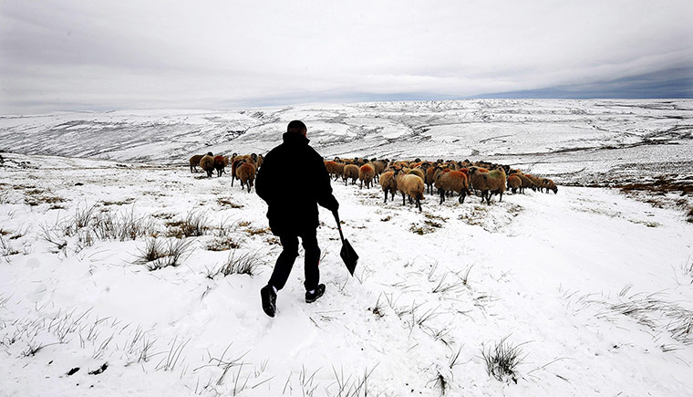 24 Hours: Livestock on high ground near Hawes in the snow