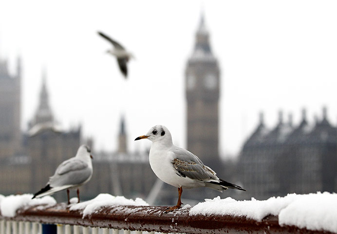 UK snow: Seagulls sit on a snowy railing in front of Big Ben in London