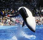 A killer whale, or orca, performs at SeaWorld in Florida