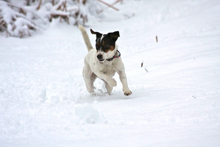 Readers : Gussie, a Jack Russel enjoying the fresh snow