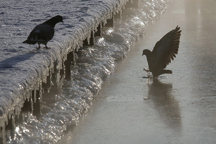 24 hours: St Petersburg, Russia: A pigeon touches water as it tries to drink 