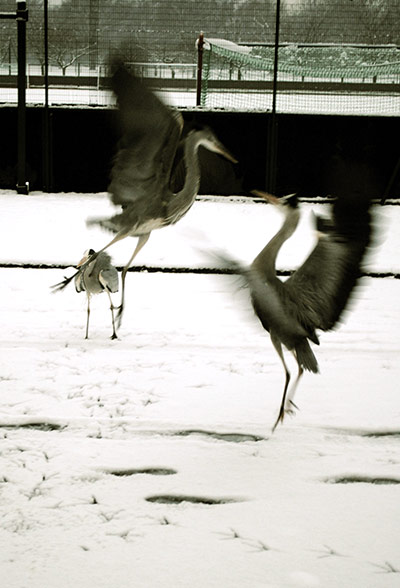 Readers snow pictures: Fighting herons in the snow at Battersea Park in London early this morning